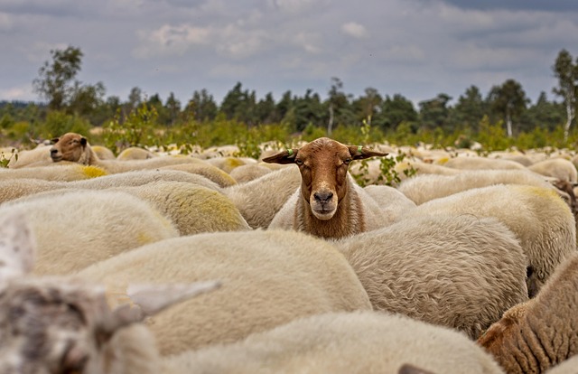 Proč si dopřát výrobky Devold z merino vlny